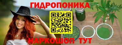 шишки Кингисепп